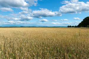 Wheat Fields: 
