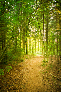 Path in natural Forest: Footpath in natural Forest