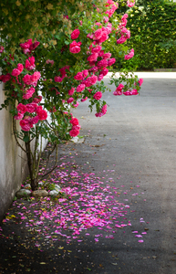 Rose Bush on Street Corner: Rose Bush on a Street Corner, pink Petals fallen on Ground