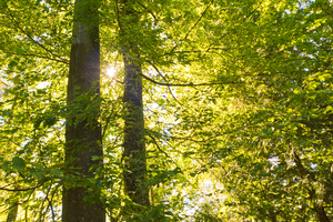Light Green Foliage: Natural Forest - Sun shining through light green Foliage