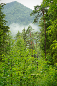 Mountain Forest: Mountain Forest in the bavarian Alps, rainy Day in Summer