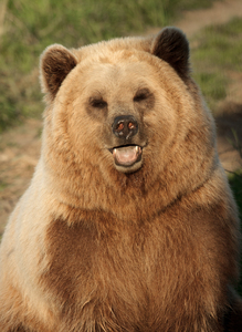 Brown Bear Portrait: 