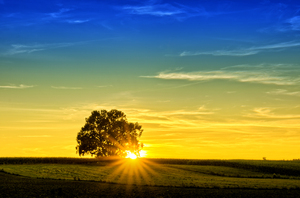 Sunset - Un solo árbol: 