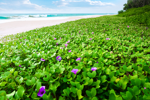 Plants on tropical Beach: Goats Foot Plants with violet Flowers on a tropical Beach