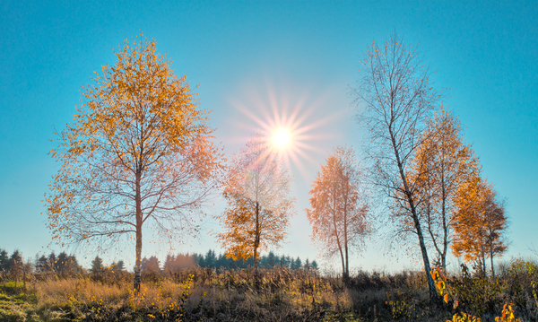 Birch Trees in Autumn Sunlight: 