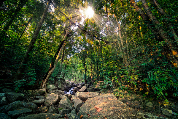 Sunburst in deep dark Jungle: Sunburst in deep dark Rain Forest with Trees and Lianas. Rocks on the Ground. Little Creek.