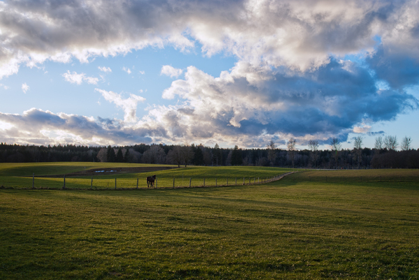 Farmland with Horse walking: Farmland with green Meadows on rolling Hills, Horse walking along Fence