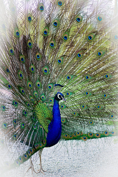 peacock | Free stock photos - Rgbstock - Free stock images | krappweis