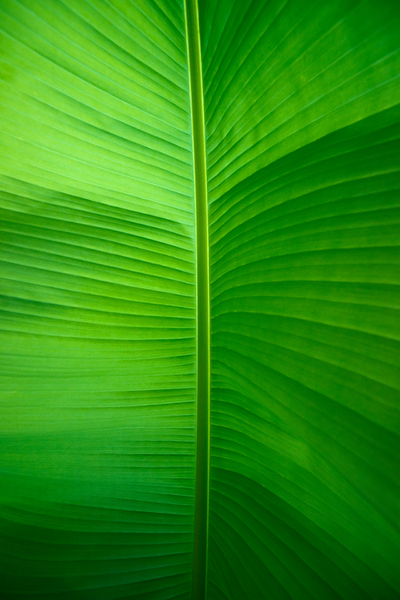 Banana Leaf: Banana Leaf underneath, Light shining through