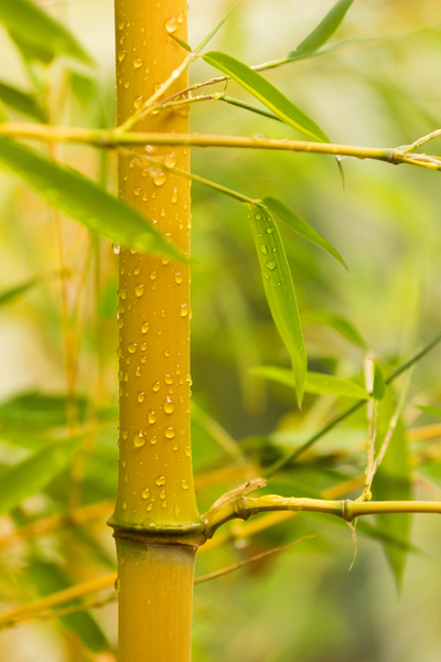 Yellow Bamboo - Phyllostachys: Yellow Bamboo in the Rain, Waterdrops