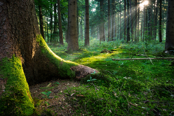 Fairytale Forest - Ground: Sunburst in natural Spruce Forest, near the Ground - Fairytale Mood