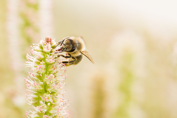 Bee on Flower: Bee working on Flower