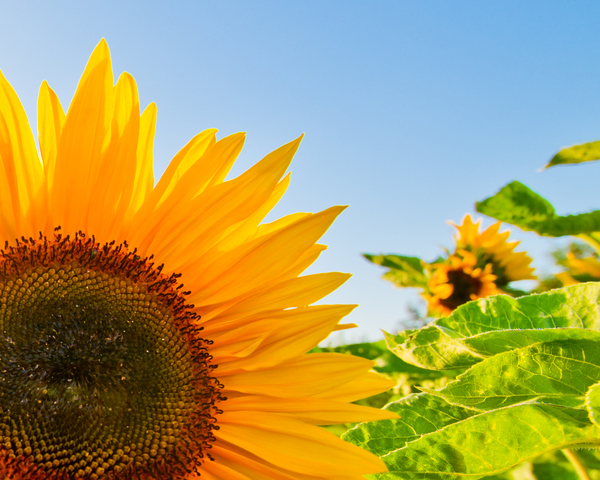Sunflowers: Sunflowers - Close Up