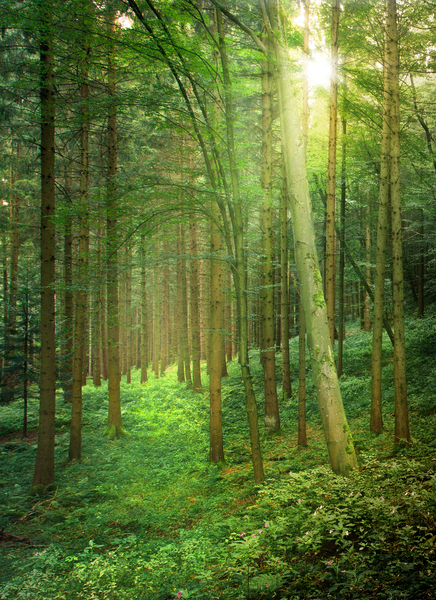 Sonnenlicht in natürlichen Wald: 