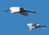 Egrets: No description