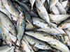 sardinas: 