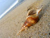 shell on the sand: sea shells on the beach at Mangalore, India. found this one during one of the high tides. 