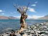 Dry Bush along the Pangong Lak: Dry Bush along the Pangong Lake, Ladakh