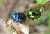 Jewel Bugs: 