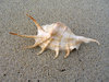 Shell on the beach: no description