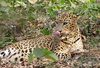 Leopard: no description