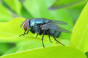 common blow-fly: common blow-fly on a leaf