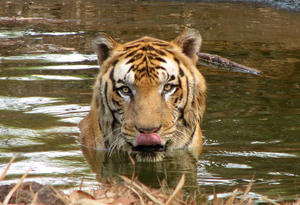 Tiger: Tiger in a pool, beating the summer heat at Pilikula Nisarga Dhama, Mangalore.