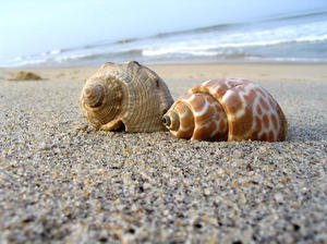 shells on the beach: shells on the beach