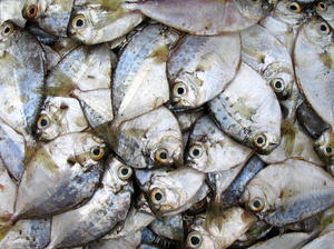 heap of fish: fresh fish at the local market, they looks like pretty butterflies!