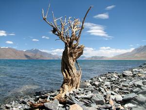 Dry Bush along the Pangong Lak: Dry Bush along the Pangong Lake, Ladakh