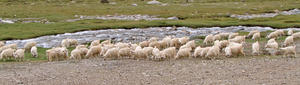 Herd of Sheep: Herd of Sheep on the foothills of the Himalayas