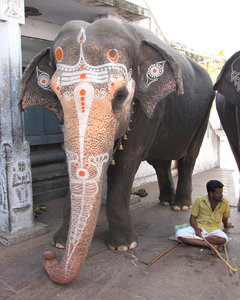 Temple Elephants: no description