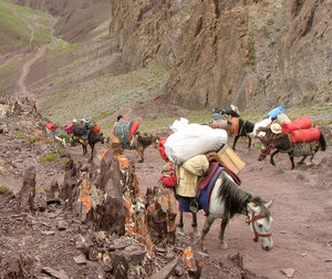Pack Horses: Pack horses & pack mules carry camping equipment for the campers & hikers.