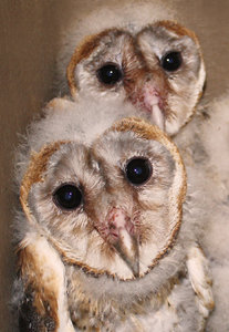 Barn Owl brood: no description