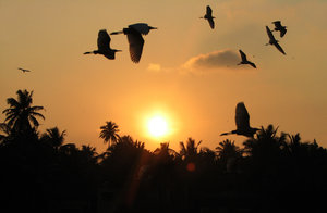 Egrets at sunset: no description
