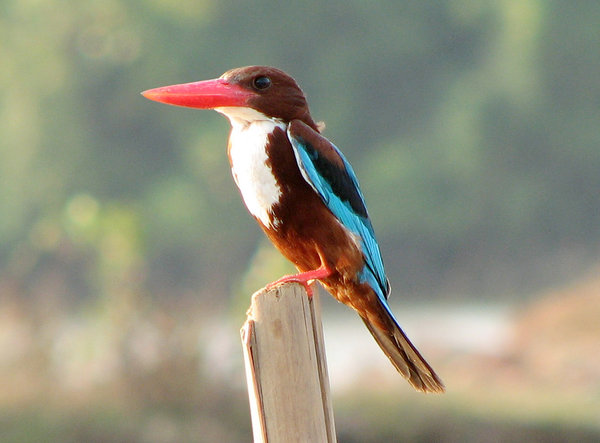 Kingfisher: A Kingfisher resting
