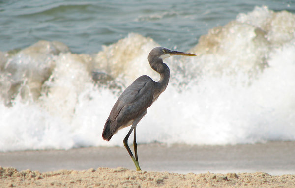Heron: A Reef Heron on the Beach, Hunting for crabs & fish