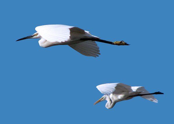 Egrets: No description