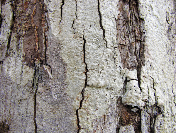 Wood Texture: no description