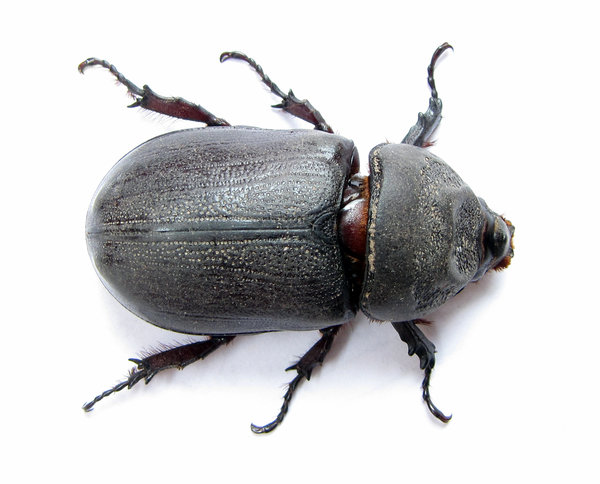 Rhinoceros Beetle: 