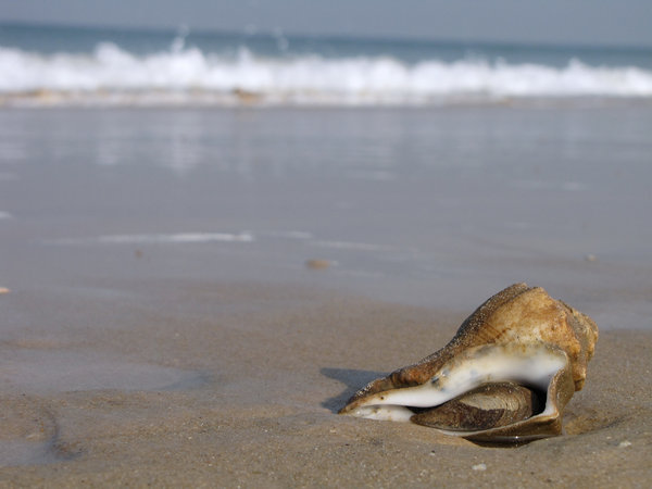 Shell na praia: 