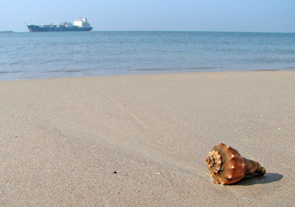 Shell auf dem Strand: 
