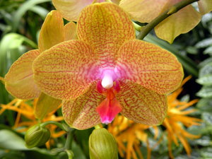 Orchids: From Jesperhus Blomsterpark, Denmark