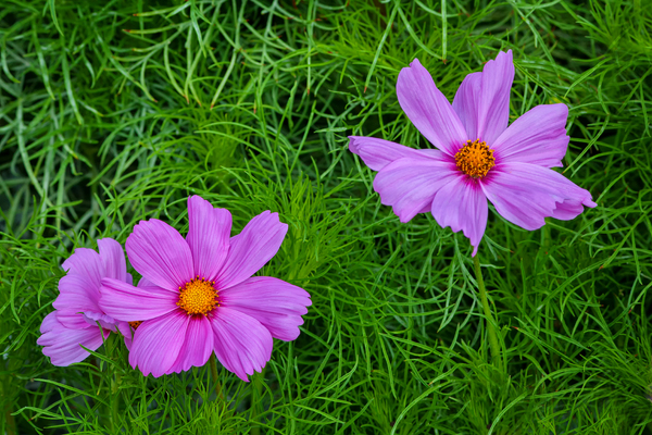 COSMOS: Cosmos blossoms in pink.