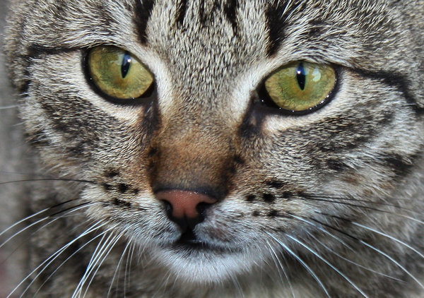 Ojos de gato: 
