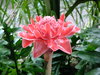 Tropical Flower: Tropical flowers in Singapore