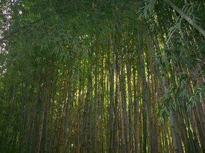 Bamboo Grove: tall bamboo plants