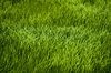Green field: A paddy flied