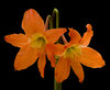 Orange Lilly: No description