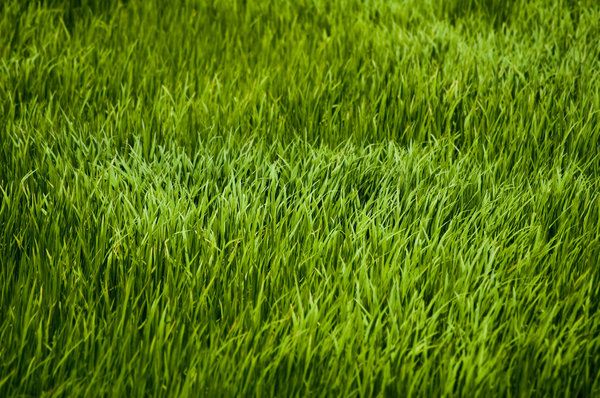 Green field: A paddy flied